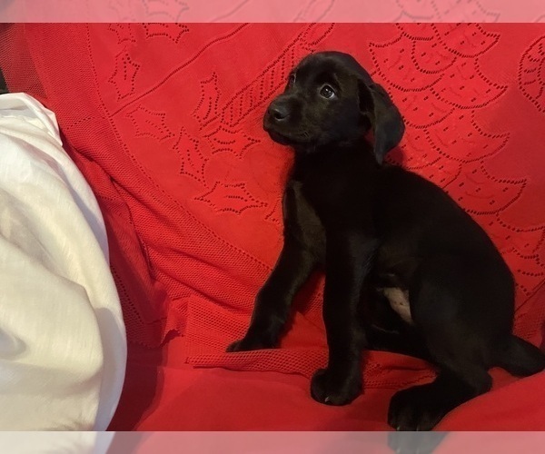 Medium Photo #8 Labrador Retriever Puppy For Sale in REDDING, CA, USA