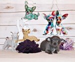 Small #3 Chihuahua