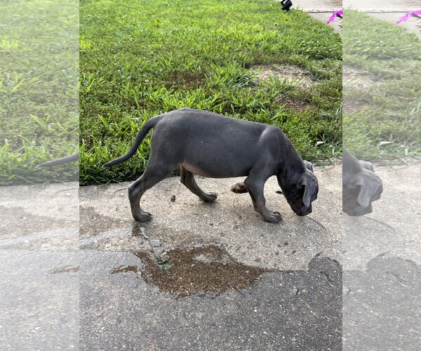 Medium Photo #3 American Staffordshire Terrier-Weimaraner Mix Puppy For Sale in Ball Ground, GA, USA
