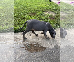 Myla - Female Unknown-Weimaraner Mix Dog for Adoption - Photo #3