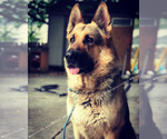 Small Photo #1 German Shepherd Dog Puppy For Sale in LAKE STEVENS, WA, USA