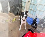 Small #6 American Pit Bull Terrier-Great Dane Mix
