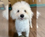 Small #6 Maltipoo (Miniature)