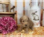 Small Photo #53 Aussiedoodle Puppy For Sale in COMMERCE, MI, USA