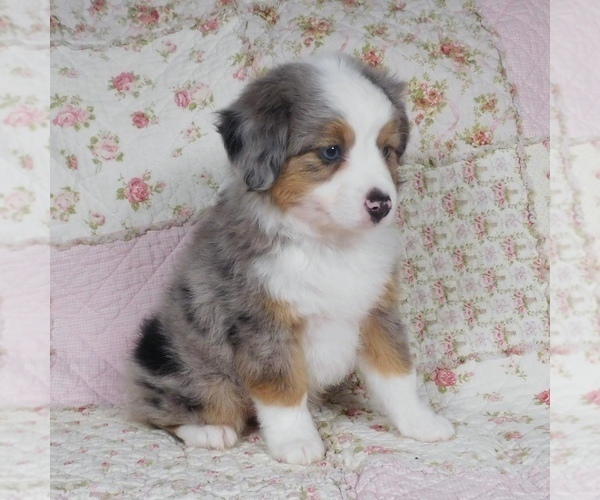 Medium Photo #9 Miniature Australian Shepherd Puppy For Sale in HARRISON, OH, USA