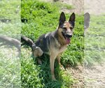 Small #1 German Shepherd Dog