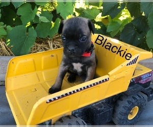 American Lo-Sze Pugg-Jack Russell Terrier Mix Puppy for sale in GRAND JCT, CO, USA
