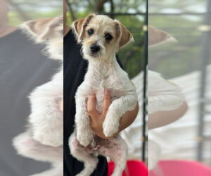 Mutt Dogs for adoption in Oak Bluffs, MA, USA