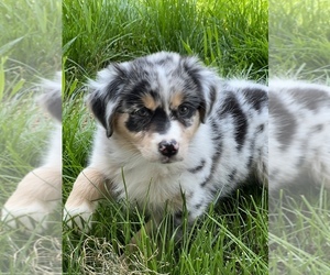 Australian Shepherd Puppy for sale in MARTINSVILLE, IN, USA