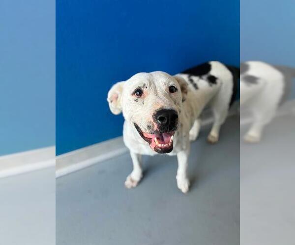 Medium Photo #1 Mutt Puppy For Sale in Visalia, CA, USA