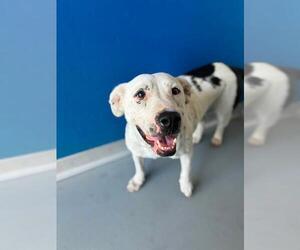 Mutt Dogs for adoption in Visalia, CA, USA