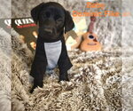 Small Photo #2 Labrador Retriever-Unknown Mix Puppy For Sale in Sandy, UT, USA