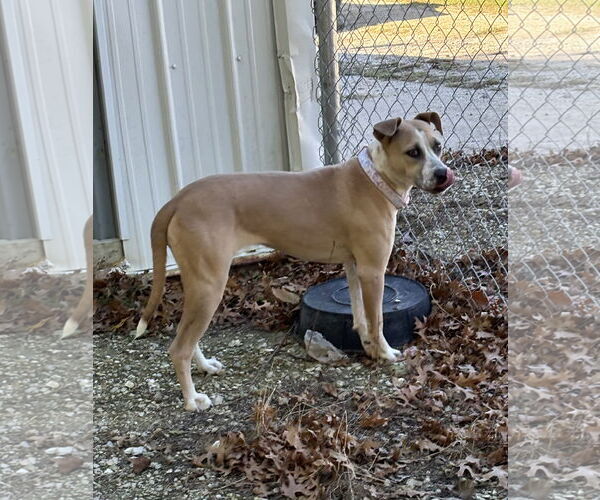 Medium Photo #3 Boxer-Unknown Mix Puppy For Sale in Macon, MO, USA