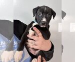 Ava - Female Mutt Dog for Adoption - Small photo