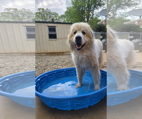 Medium Photo #1 Great Pyrenees Puppy For Sale in Thomasville, NC, USA