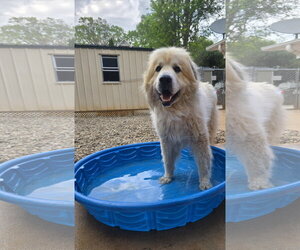 Great Pyrenees Dogs for adoption in Thomasville, NC, USA