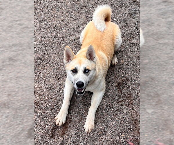 Medium Photo #8 Akita-Unknown Mix Puppy For Sale in Webster, WI, USA