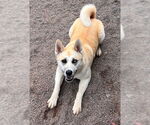 Small #7 Akita Mix