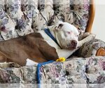 Small Photo #1 American Pit Bull Terrier Puppy For Sale in DuQuoin, IL, USA