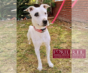 Stella - Female Bull Terrier-Dalmatian Mix Dog for Adoption - Photo #6