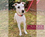 Small #5 American Staffordshire Terrier-Rat Terrier Mix
