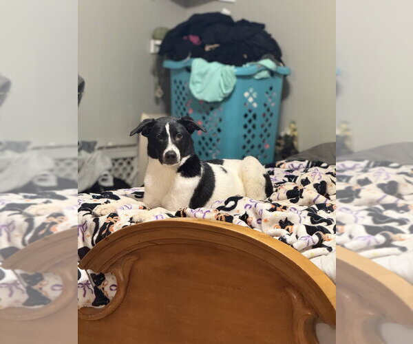 Medium Photo #4 Border Collie-Unknown Mix Puppy For Sale in Boston, MA, USA