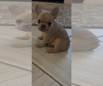 Small #3 French Bulldog