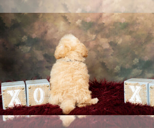Medium Photo #11 Maltipoo Puppy For Sale in WARSAW, IN, USA