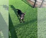 Small #1 Labrador Retriever Mix
