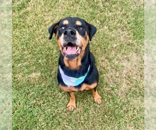 Medium Photo #1 Rottweiler-Unknown Mix Puppy For Sale in Tulsa, OK, USA