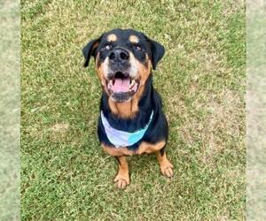 Rottweiler-Unknown Mix Dogs for adoption in Tulsa, OK, USA