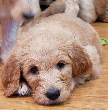 Medium Photo #1 Goldendoodle Puppy For Sale in BELLVILLE, OH, USA