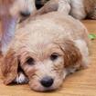 Small Photo #1 Goldendoodle Puppy For Sale in BELLVILLE, OH, USA