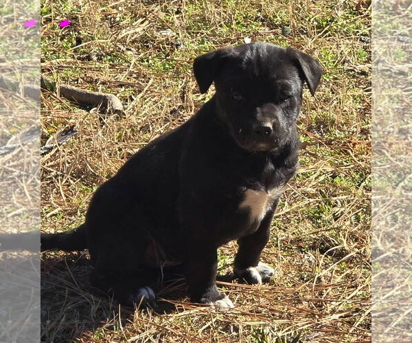 Medium Photo #3 Labrador Retriever-Unknown Mix Puppy For Sale in Alexander, AR, USA