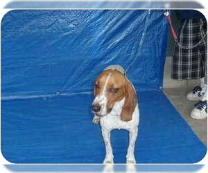 Tesha - Female Basset Hound Dog for Adoption - Photo #2