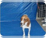 Small #1 Basset Hound