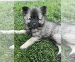 Small #2 Keeshond