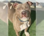Small #5 American Pit Bull Terrier