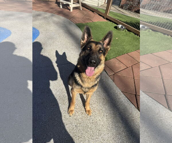 Medium Photo #2 Mutt Puppy For Sale in Leavenworth, KS, USA