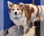Small Papillon