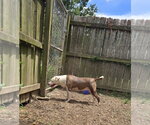 Small Photo #8 Siberian Husky-Unknown Mix Puppy For Sale in Jackson, MS, USA