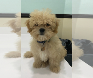 Shih-Poo Puppy for sale in HIALEAH, FL, USA