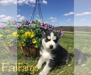 Siberian Husky Puppy for sale in DEARBORN, MO, USA