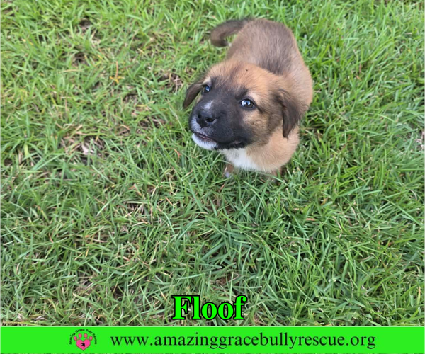 Medium Photo #2 Black Mouth Cur-Chow Chow Mix Puppy For Sale in Milton, FL, USA