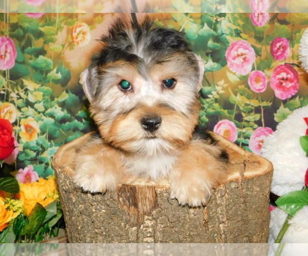 Medium Photo #3 Yorkshire Terrier Puppy For Sale in HAMMOND, IN, USA