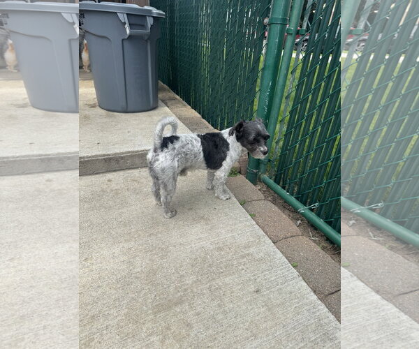 Medium Photo #8 Havanese Puppy For Sale in Columbus, IN, USA