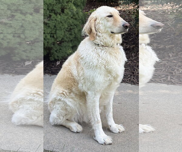 Medium Photo #6 Golden Pyrenees Puppy For Sale in Mount Airy, NC, USA