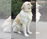 Small #5 Golden Pyrenees