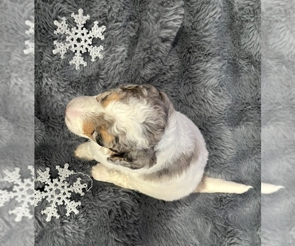 Medium Photo #27 Bernedoodle Puppy For Sale in CLEVELAND, TN, USA