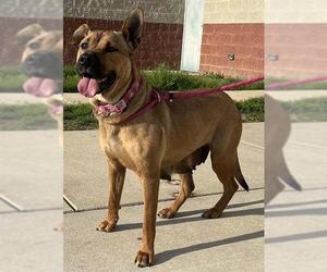 Black Mouth Cur-German Shepherd Dog Mix Dogs for adoption in Forestville, MD, USA